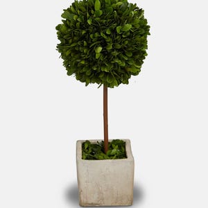 Terracotta Square Pot & Preserved Topiary Tree