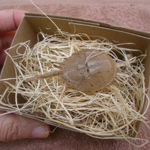 New Dresden type Christmas Mini Horseshoe Crab Ornament 3D Paper