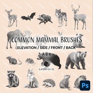 May include: A collection of grayscale illustrations of various common mammals, including a deer, wolf, bear, and fox. The text "COMMON MAMMAL BRUSHES" is displayed above "ELEVATION / SIDE / FRONT / BACK". The image also includes the "Archibite" logo and a Photoshop icon.