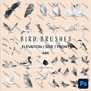 May include: A set of 30 black and white bird brush illustrations for digital art. The illustrations include a variety of birds, such as owls, swans, flamingos, ducks, seagulls, and pigeons. The illustrations are in different poses, including flying, standing, and sitting. The illustrations are labelled "Bird Brushes" and "Elevation/Side/Front ABR".