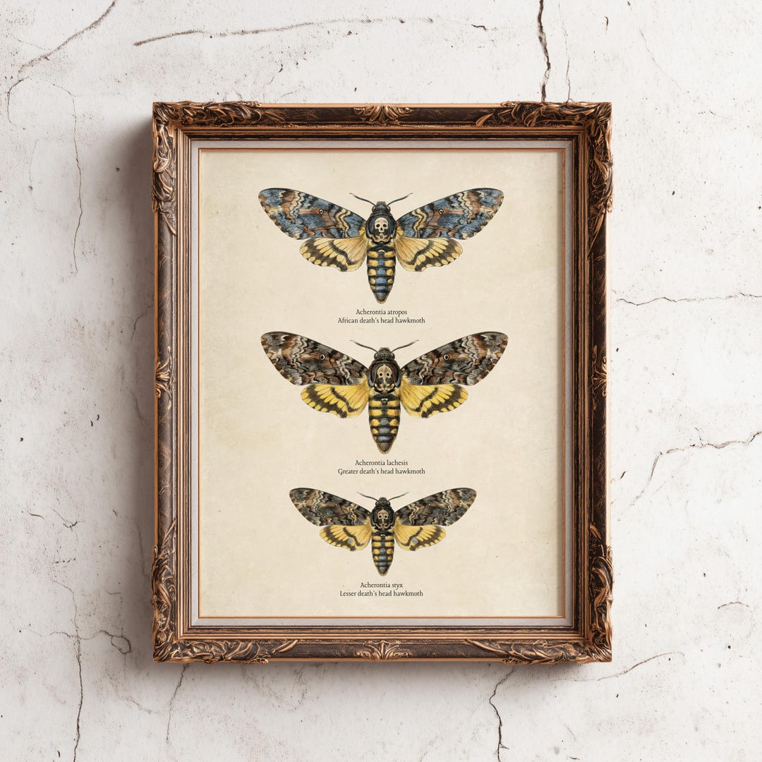 Death Head Hawk Moth Print - Gothic Moth Poster - Vintage Entomology ...
