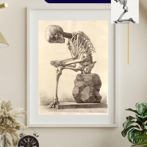 Może przedstawiać: Zestaw dw&oacute;ch oprawionych wydruk&oacute;w z szczeg&oacute;łowymi ilustracjami anatomicznymi ludzkich szkielet&oacute;w. Jeden wydruk przedstawia szkielet siedzący na skale, drugi klęczący szkielet w modlitwie. Wydruki są czarno-białe.