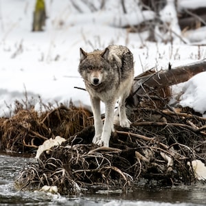 Wolf 1330 - Original Photo Print