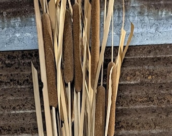 May include: A bundle of dried cattails featuring long, slender, light tan stalks and cylindrical, dark brown, velvety flower spikes. The arrangement consists of multiple stems of varying heights, showcasing the natural texture of the dried plant material.