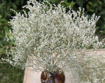Drying Sea Lavender Bundles or Bulk: Natural Wedding and Home Decor, Kansas Farm Grown