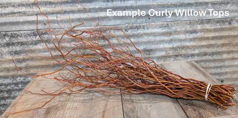 May include: A bundle of reddish-brown curly willow tops with twisted, slender branches tied together with a light-colored rubber band. The text "Example Curly Willow Tops" is visible in the upper right corner of the image.