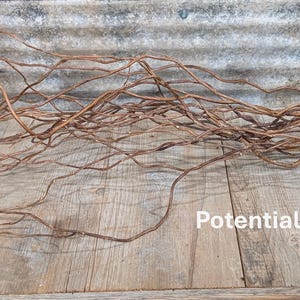 May include: A bundle of thin, brown, twisted willow branches tied together at one end with a light-colored string. The branches are long, slender, and have a natural, woody texture. The text "Potential Color When Dry" is visible on the right.