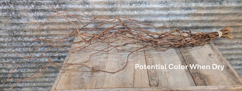 May include: A bundle of thin, brown, twisted willow branches tied together at one end with a light-colored string. The branches are long, slender, and have a natural, woody texture. The text "Potential Color When Dry" is visible on the right.