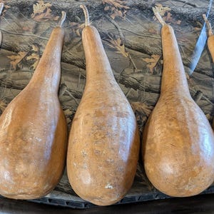 May include: Seven dried, light brown, pear-shaped gourds arranged in a horizontal row. Each gourd features a smooth, rounded base that tapers into a long, slender neck, with a small, thin, dried stem protruding from the top of each individual gourd.