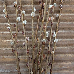 May include: A bundle of pussy willow branches featuring slender, woody brown stems adorned with numerous soft, fuzzy, white and silver catkins emerging from dark brown, pointed buds along the length of each branch.