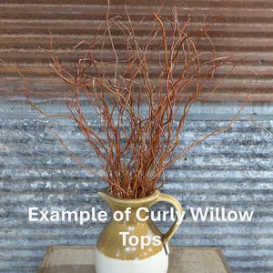 May include: A ceramic pitcher with a two-tone tan and white glaze containing a bundle of thin, reddish-brown curly willow branches. The text "Example of Curly Willow Tops" is superimposed over the center of the image in white lettering.