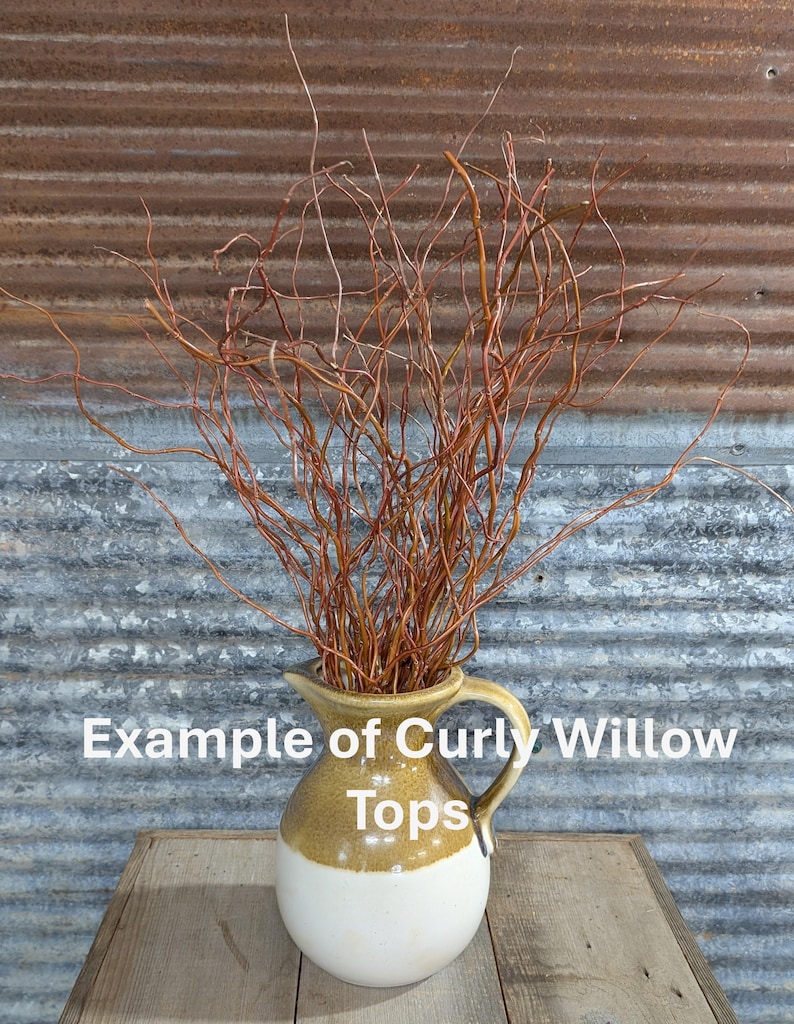 May include: A ceramic pitcher with a two-tone tan and white glaze containing a bundle of thin, reddish-brown curly willow branches. The text "Example of Curly Willow Tops" is superimposed over the center of the image in white lettering.