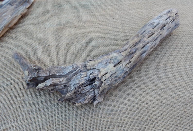 May include: A piece of driftwood with a natural, weathered finish. The wood has a light brown color and a rough, textured surface. It has a unique shape with a curved, branch-like form.