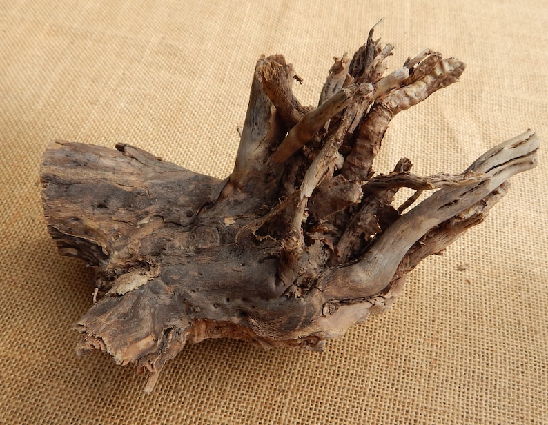 2 Large Cholla Cactus Wood Root Formation / NM Desert Cholla Wood ...