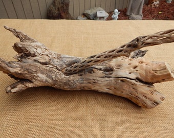 RARE Exceptional Cholla Cactus Wood  /  Extra Large Extra Thick Piece 3 lbs  /  Very Old Cholla Cactus Wood  /  Spirit of the Pig Cholla