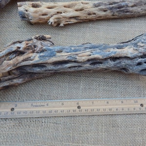 May include: Two pieces of natural, brown, and gray,  Cholla wood, with a ruler for scale. The wood is approximately 11 inches long.