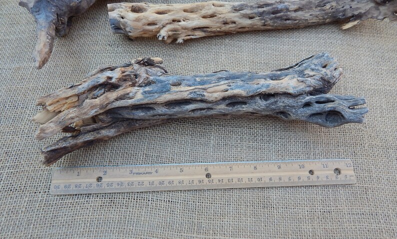 May include: Two pieces of natural, brown, and gray,  Cholla wood, with a ruler for scale. The wood is approximately 11 inches long.
