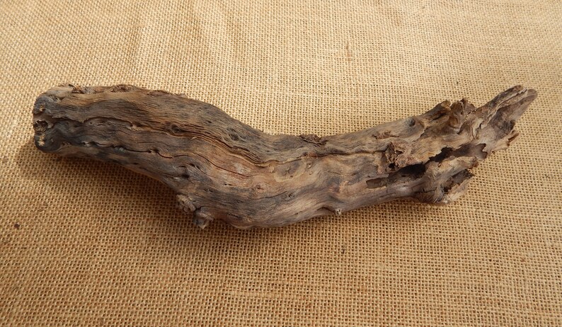 2 Large Cholla Cactus Wood Root Formation / NM Desert Cholla Wood ...