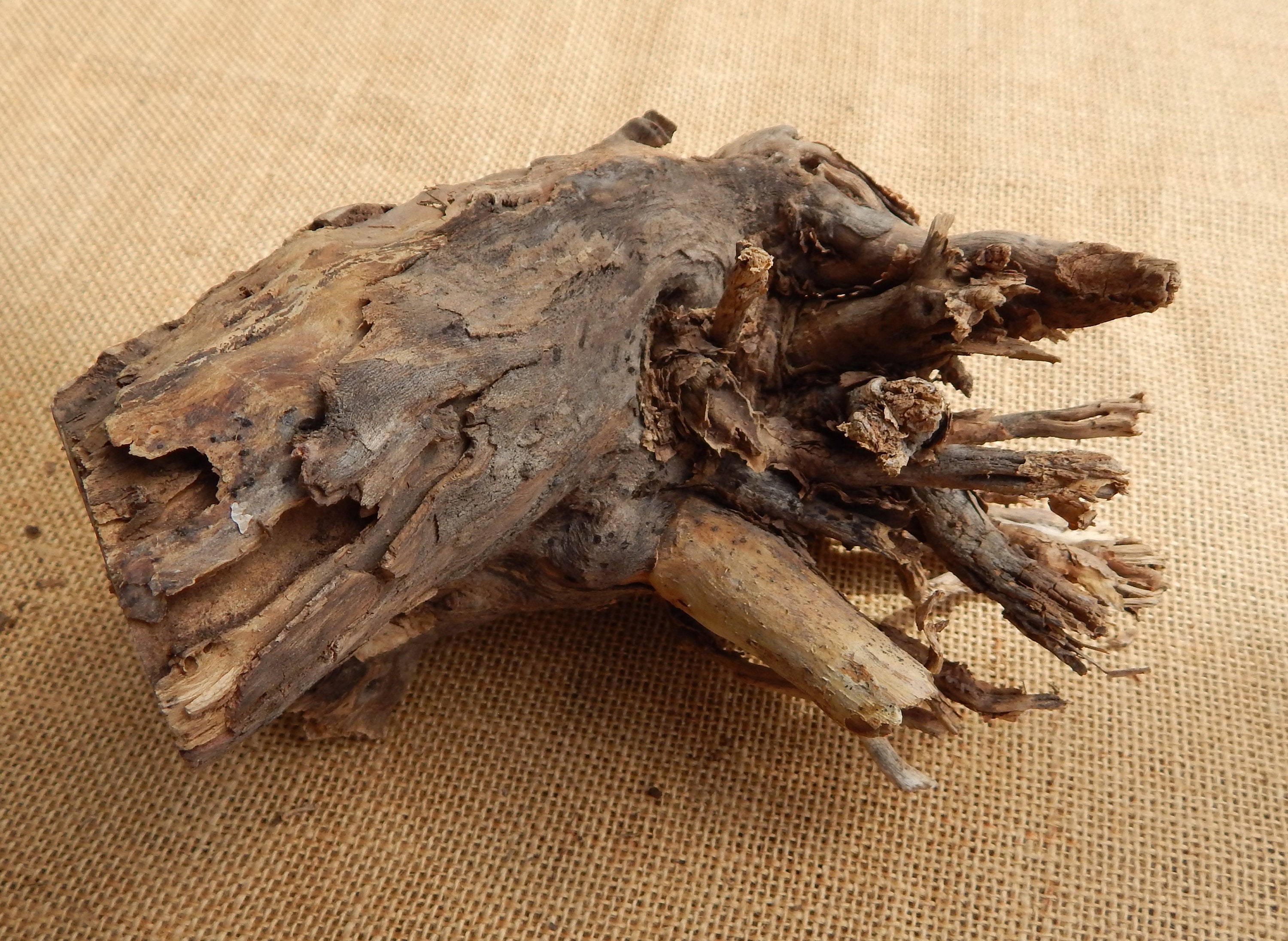 2 Large Cholla Cactus Wood Root Formation / NM Desert Cholla Wood ...