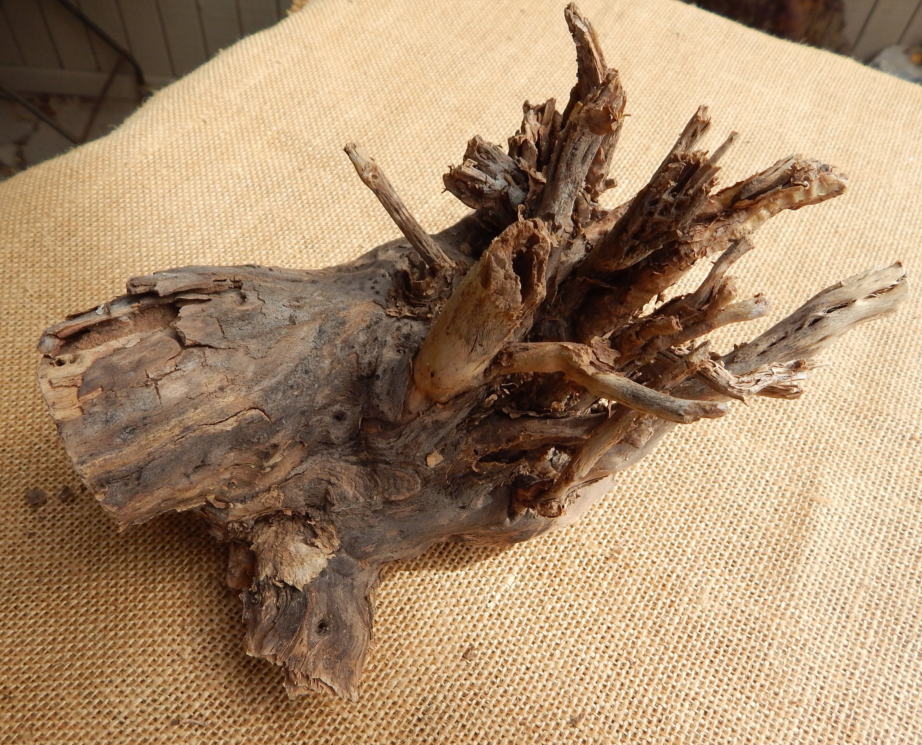 2 Large Cholla Cactus Wood Root Formation / NM Desert Cholla Wood ...
