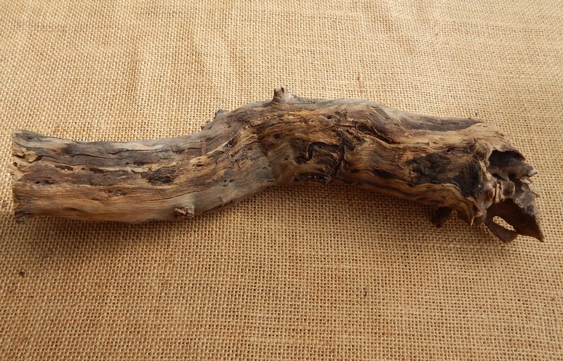 2 Large Cholla Cactus Wood Root Formation / NM Desert Cholla Wood ...