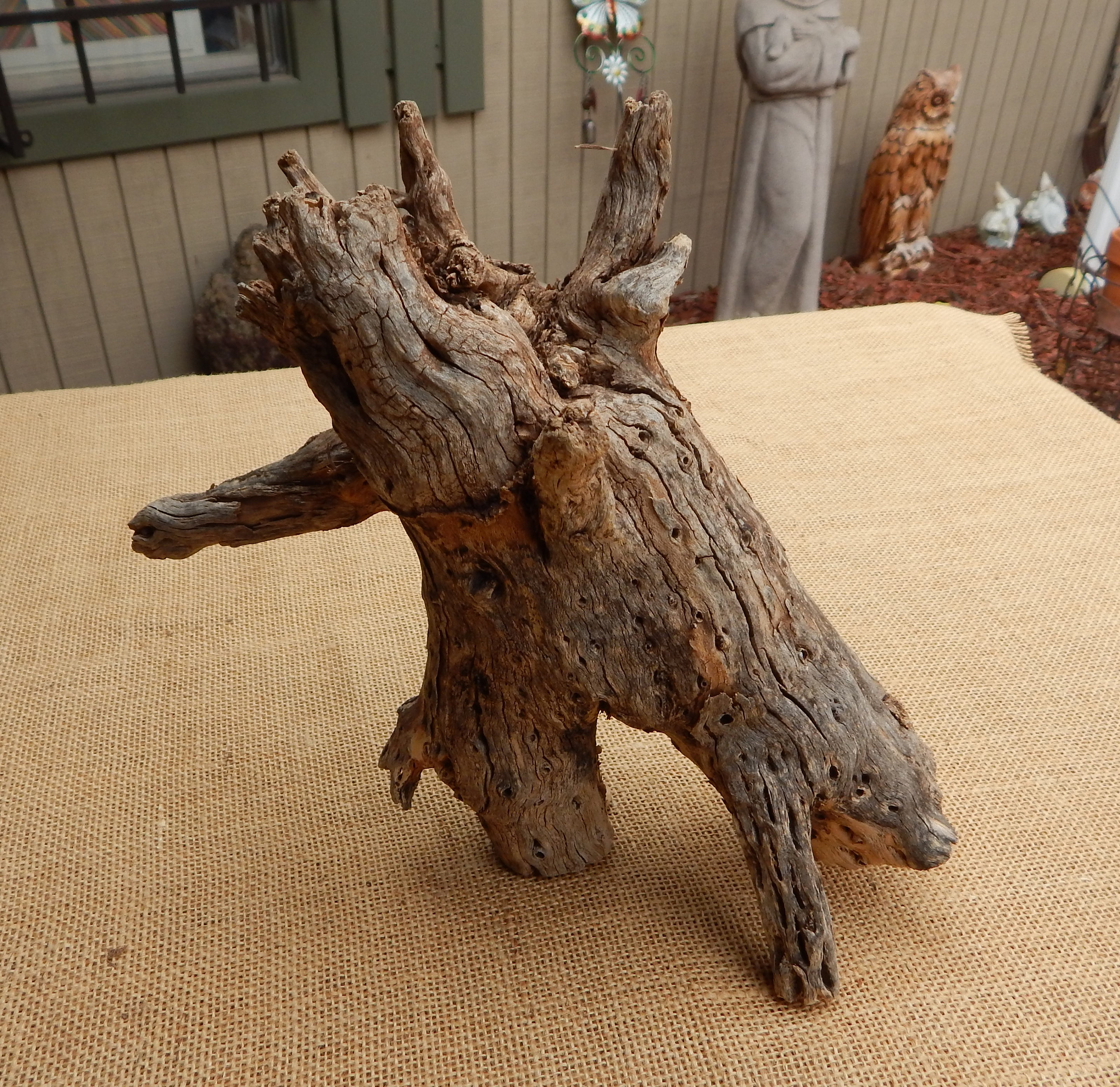 Xlarge Cholla Cactus Wood Root Formation / NM Desert Cholla Wood