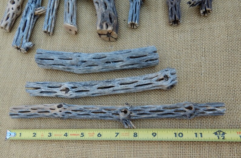 Cholla Cactus Wood / NM Desert Cholla Wood Naturally Aged ...