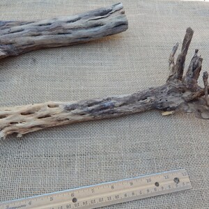 May include: Two pieces of natural, brown, and gray,  desert wood with a rough, textured surface. The wood has a unique, knobby, and branch-like shape. The wood is approximately 12 inches long.