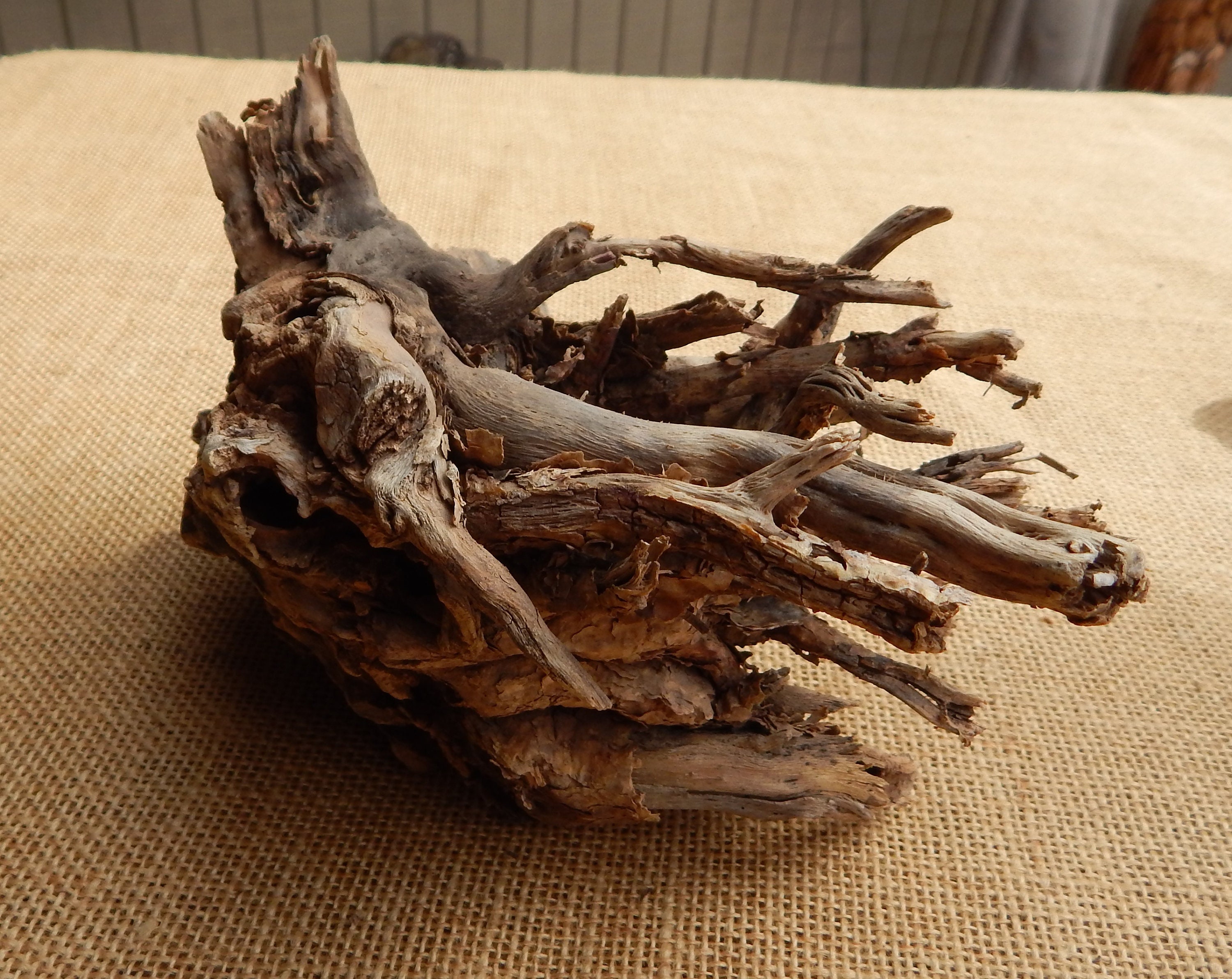 2 Large Cholla Cactus Wood Root Formation / NM Desert Cholla Wood ...