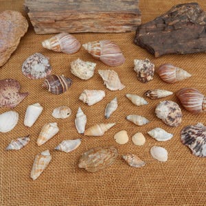 May include: A collection of seashells in various shapes, sizes, and colors, including brown, white, and tan. The shells are arranged on a brown burlap surface.