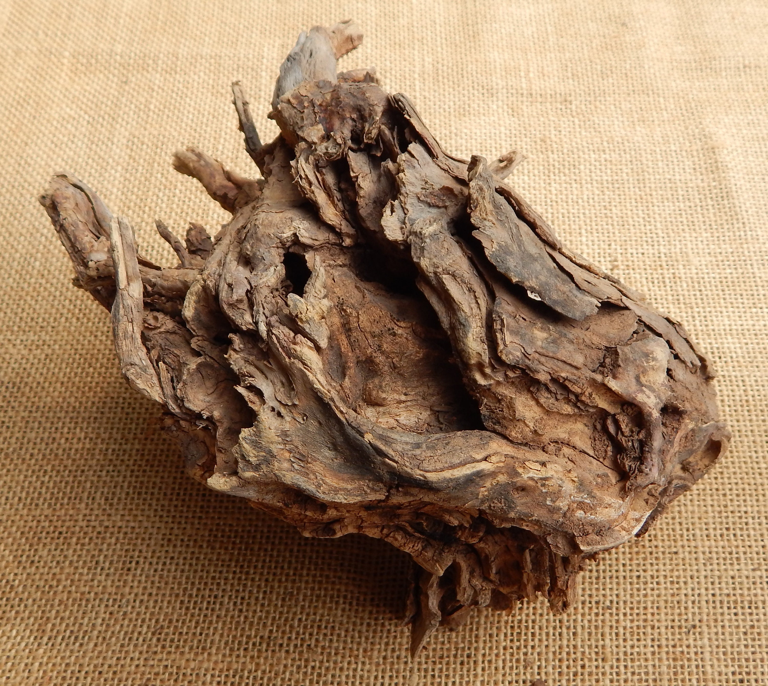 2 Large Cholla Cactus Wood Root Formation / NM Desert Cholla Wood ...