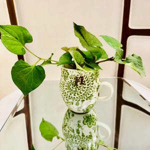 Peut inclure: Une tasse en céramique blanche ornée d'un motif floral vert en spirale et d'une lettre N marron foncé sur le devant. Une plante verte aux feuilles en forme de cœur pousse dans la tasse, qui est posée sur une surface réfléchissante.