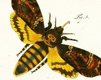 Deaths Head Moth Print, Vintage Style Entomology (Digital Download)