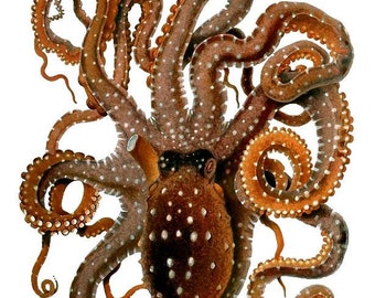 Digital PNG File Octopus Haeckel Gamochonia Brown Green  Digital Fussy Cutting