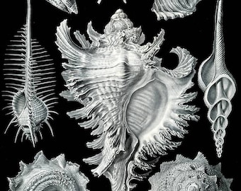 Instant Download Haeckel Prosobranchia Sea Shell  Black and White You Print Digital Image