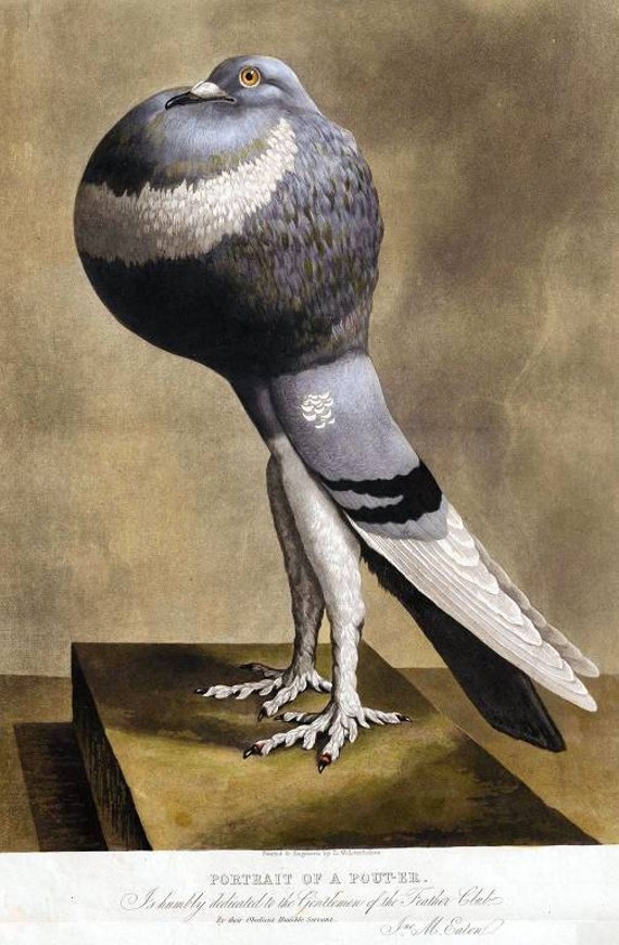 Instant Download Pouter Pigeon Puffed Up Pigeon You Print