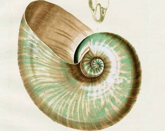Instant Download  Knorr Teal Taupe Sea Shell 8 x 10  You Print Digital Image