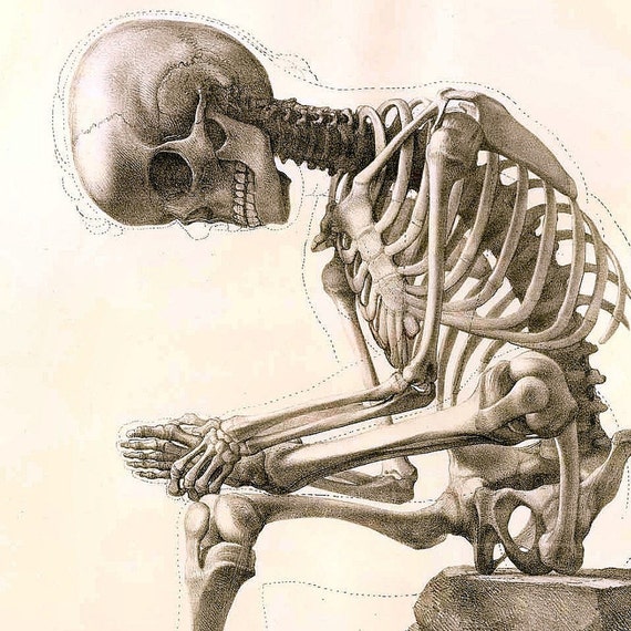 Instant Download Sitting Skeleton Body Bone Structure Anatomy Etsy Singapore
