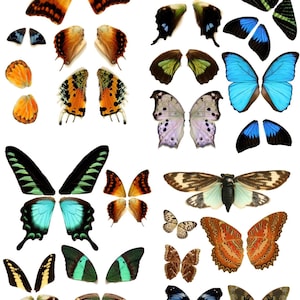 Digital Image  Four Pages of Insect Butterfly Wings You Print Digital Image 5x7 To Fussy Cut Scrapbook
