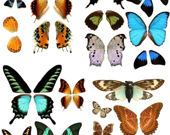 Digital Image  Four Pages of Insect Butterfly Wings You Print Digital Image 5x7 To Fussy Cut Scrapbook