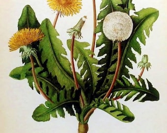 Digital Image Dandelions  Book of Shadows Physic Book You Print Digital Image 8 x 10