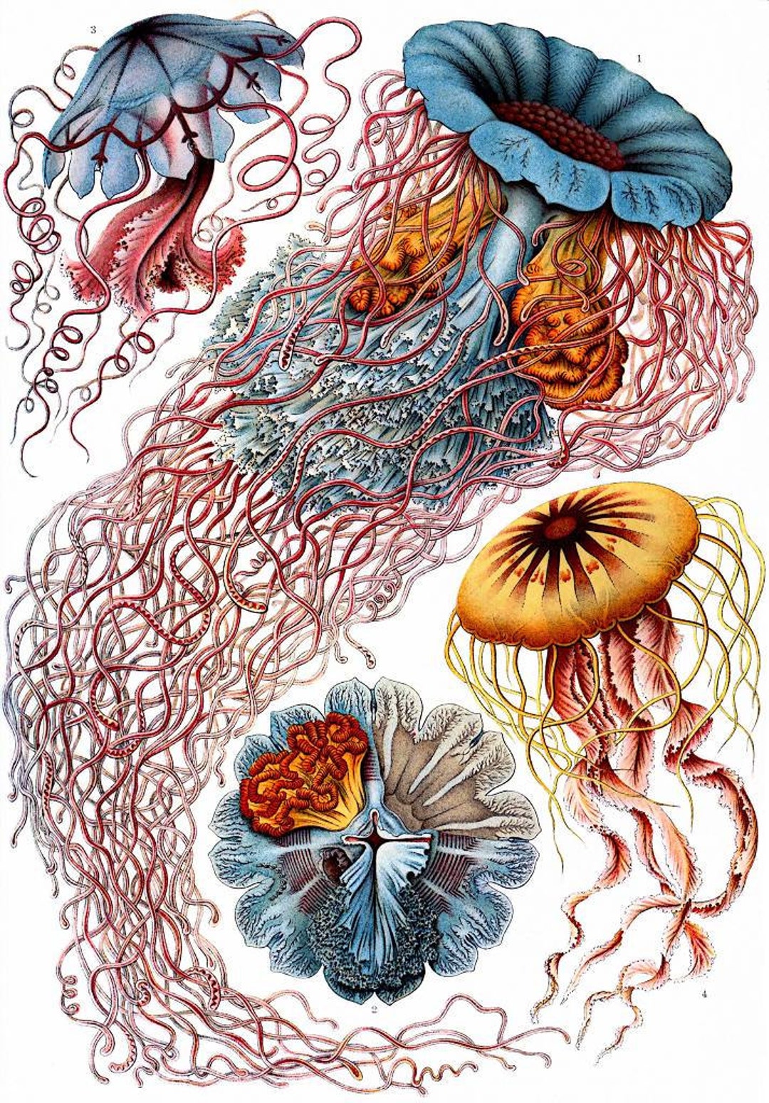 Instant Download Medusae Jellyfish Haeckel Discomedusae Red Yellow Blue ...