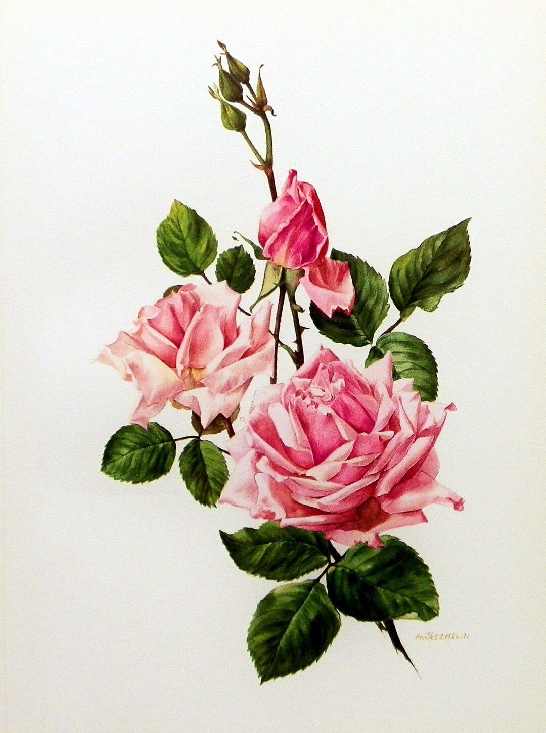 Instant Download the Pink Rose Bloom You Print Digital Image Delicate ...