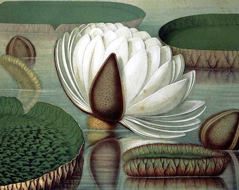 Instant Download The Victoria Regia Lotus Green Taupe White Bloom You Print Digital Image