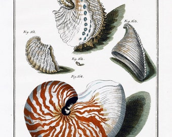 Shell Collections Teal Taupe Nautilus Sea Shell    You Print Digital Image