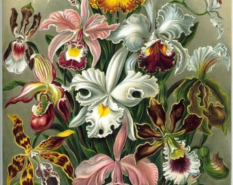 Digital Image Orchids Floral Haeckel Orchidae Red Rust White Pink Green You Print Digital Image