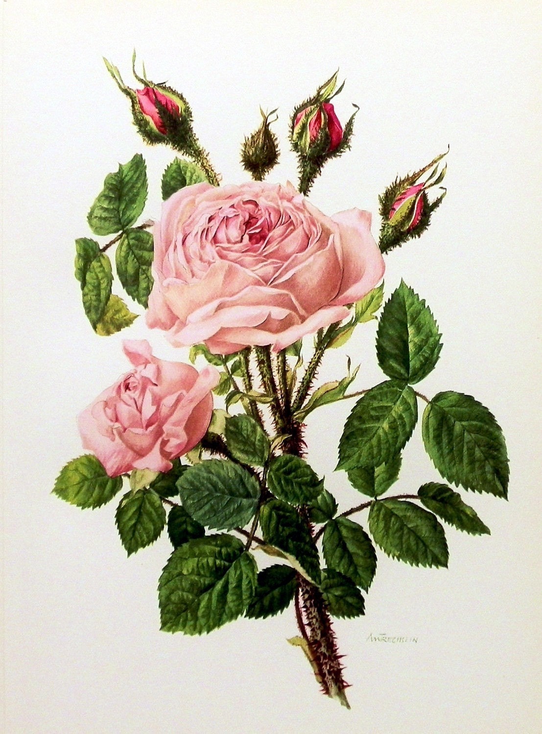 Digital Pink Rose Bloom You Print Instant Download Victorian | Etsy