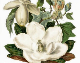 Digital PNG File The Magnolia Bloom Southern Soft  White  Green Teal Taupe You Print Digital Image