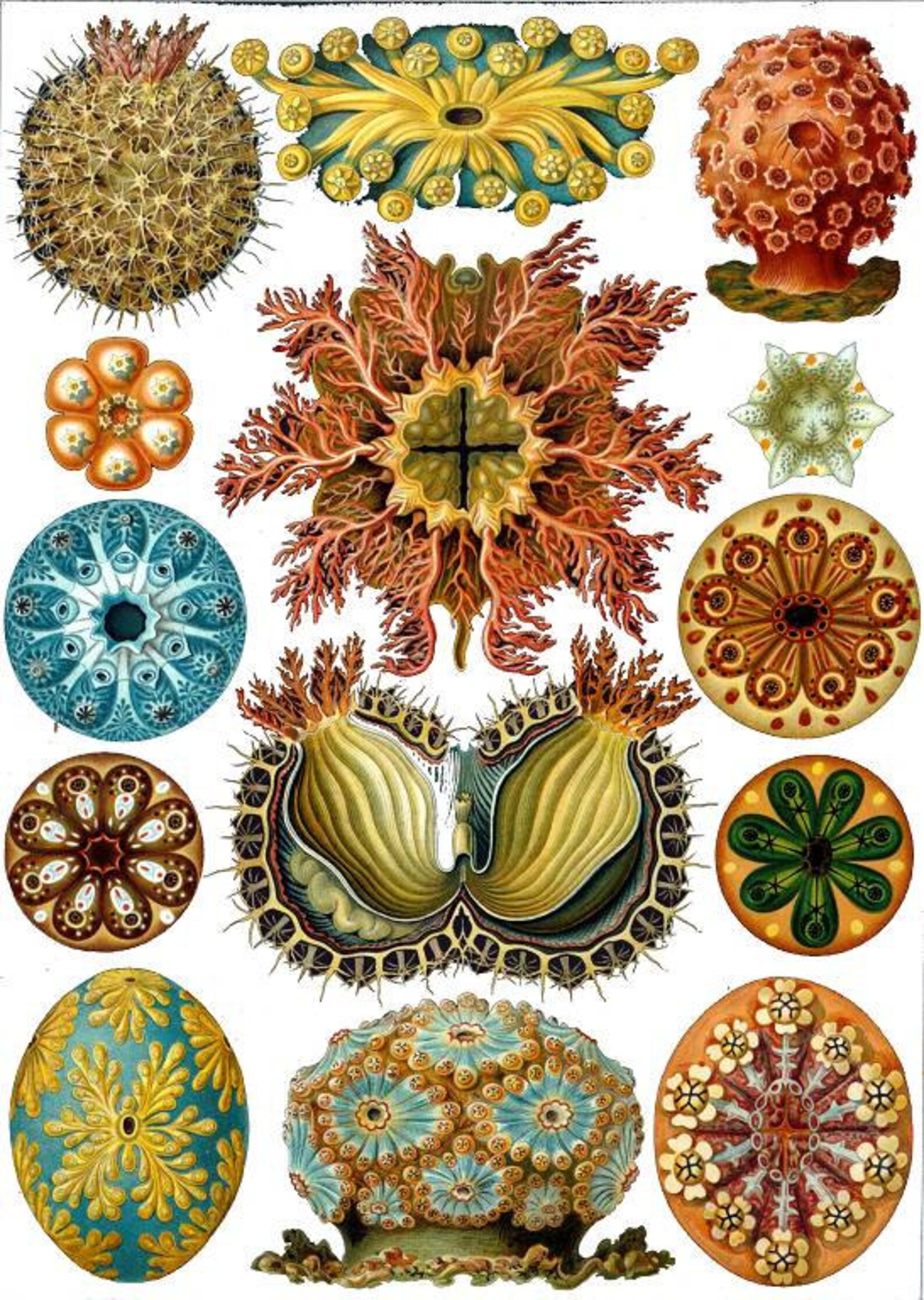 красота природных форм. 1868. эрнст геккель иллюстрации растений. фораминифера фузулин. красота природных форм.