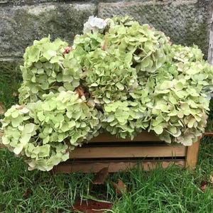 May include: A wooden crate filled with a large bouquet of pale green hydrangeas. The flowers are arranged in a rustic style and are sitting on a bed of green grass.